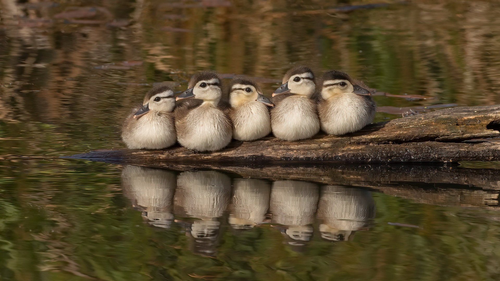 史上最激情的“冠军决战”重现:那些令人热血沸腾的瞬间!