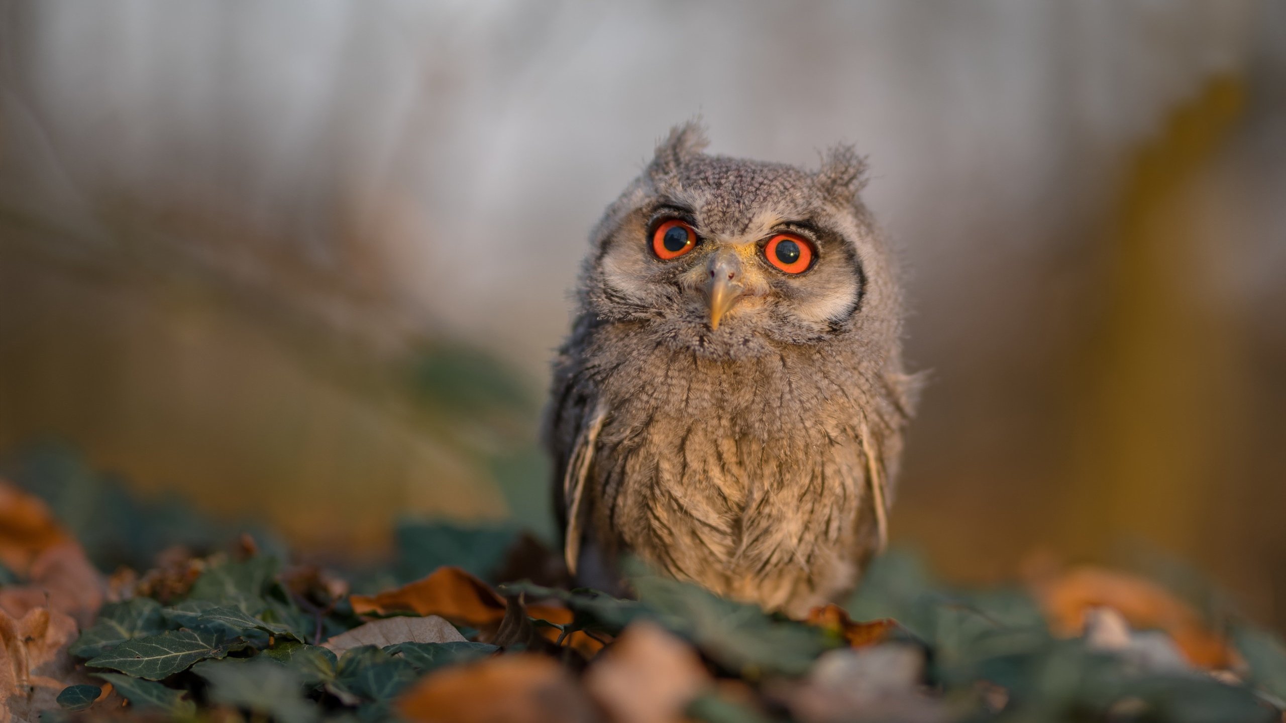 国际极限射箭大赛,精准的技术与心灵的较量,国际射箭比赛